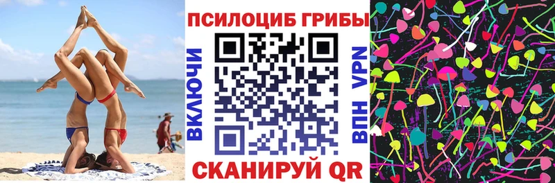 Купить где  Заволжье  Псилоцибиновые грибы Psilocybe 